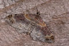 Xanthorhoe spadicearia
