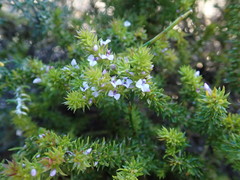 Muraltia satureioides