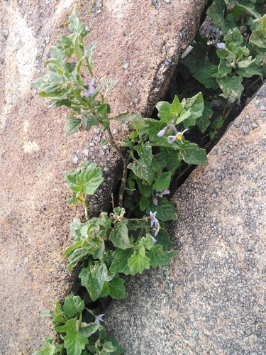 Solanum fragile