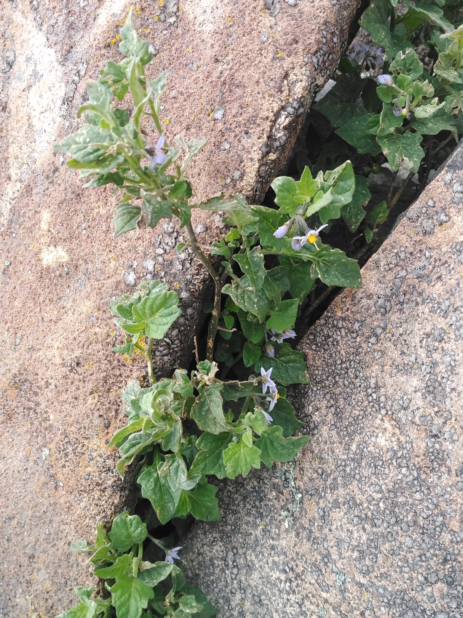 Solanum fragile