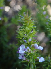Muraltia satureioides