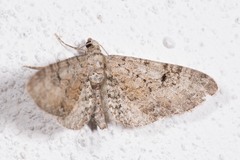 Eupithecia pimpinellata