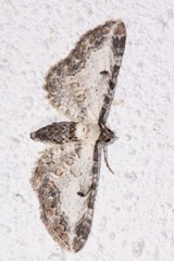 Eupithecia succenturiata