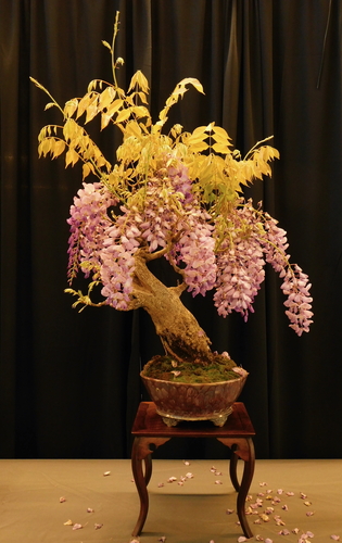 Wisteria sinensis