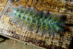 Adoliadini
