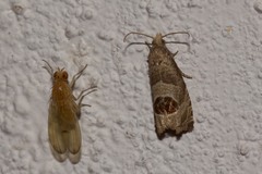 Notocelia uddmanniana