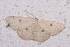 Cyclophora albipunctata