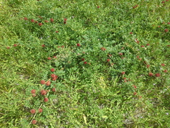 Glycyrrhiza echinata