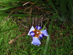 Trimezia coerulea