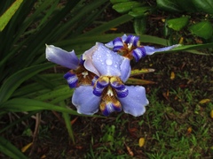 Trimezia coerulea