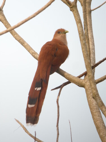 Mexican Squirrel Cuckoo (Piaya mexicana), photo 8