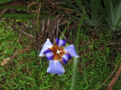 Trimezia coerulea