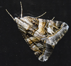 Drasteria mirifica