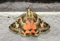 Drasteria mirifica