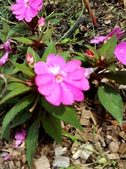 Impatiens hawkeri