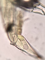 Hesperomyces virescens