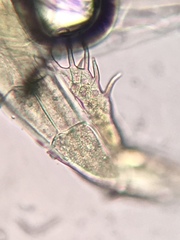 Hesperomyces virescens