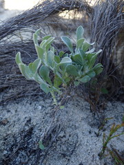 Vellereophyton