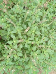 Ocimum americanum