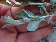 Vellereophyton