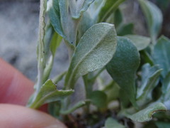 Vellereophyton