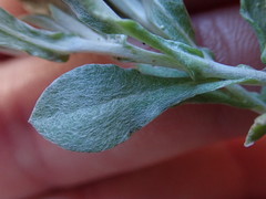 Vellereophyton