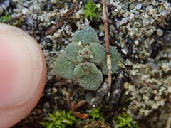 Crassula umbellata
