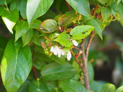 Lyonia ovalifolia