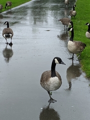 Branta canadensis