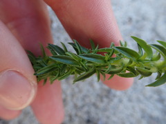 Wahlenbergia tenella