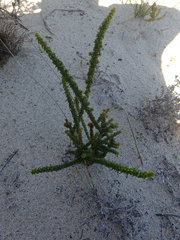 Wahlenbergia tenella