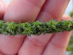 Wahlenbergia tenella