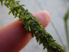 Wahlenbergia tenella