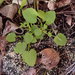 Adenocline violifolia - Photo (c) Adriaan Grobler, μερικά δικαιώματα διατηρούνται (CC BY-NC), uploaded by Adriaan Grobler