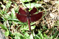 Neurothemis ramburii