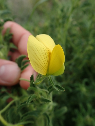 Image of Ononis natrix by no rights reserved