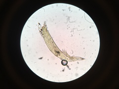 Hesperomyces virescens