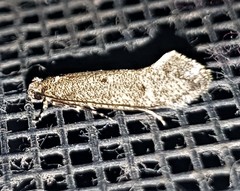 Praeacedes atomosella