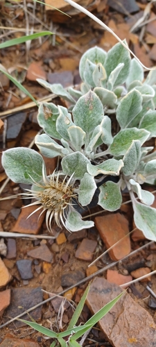 Kuruman karmedik (Dicoma kurumanii)