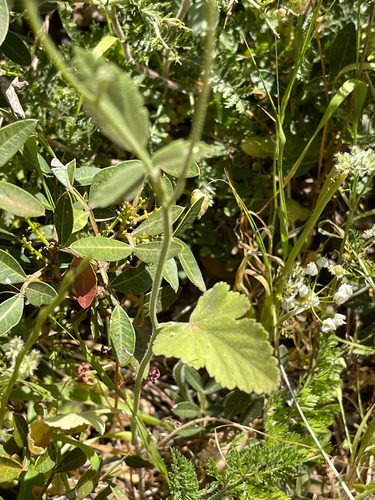 Artedia squamata, photograph 6