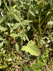 Artedia squamata, photograph (c) Jared Lincenberg, some rights reserved (CC BY)