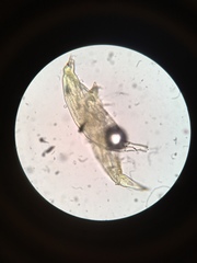 Hesperomyces virescens