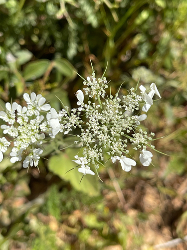 Artedia squamata, photograph 5