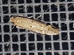 Praeacedes atomosella