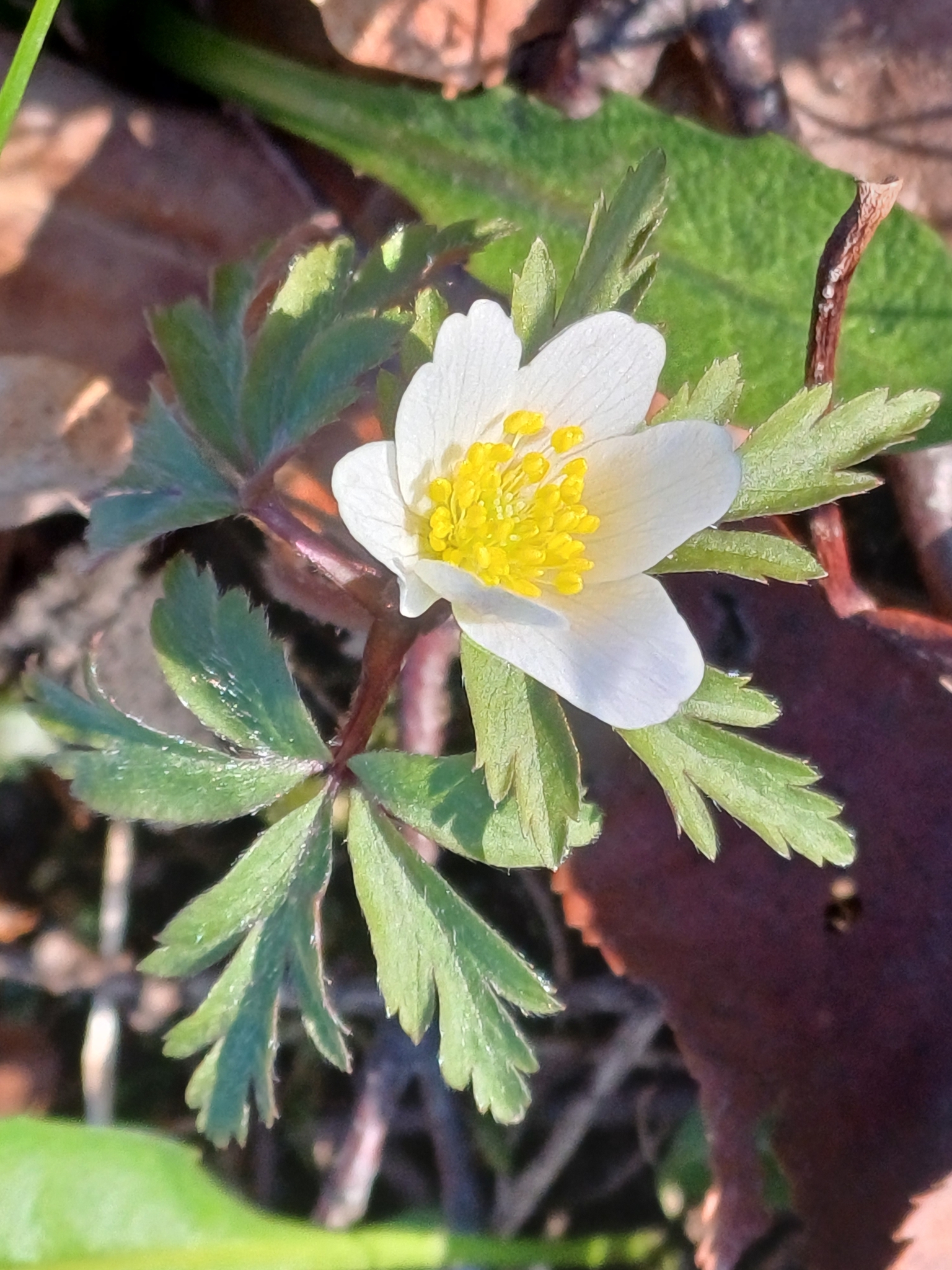 Anemone nemorosa
