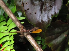 Anolis polylepis