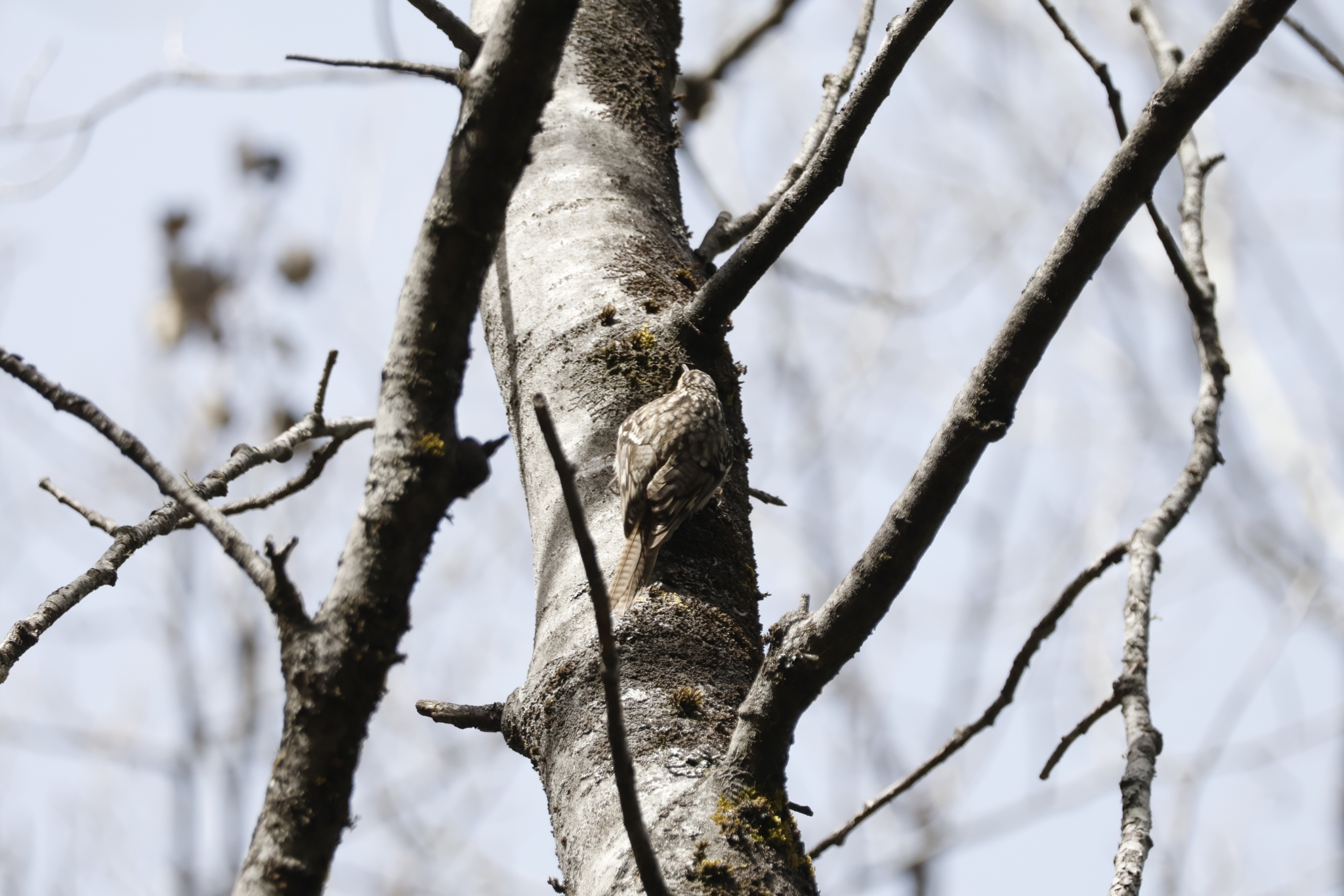 Bar-tailed Treecreeper