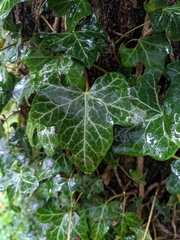 Hedera helix