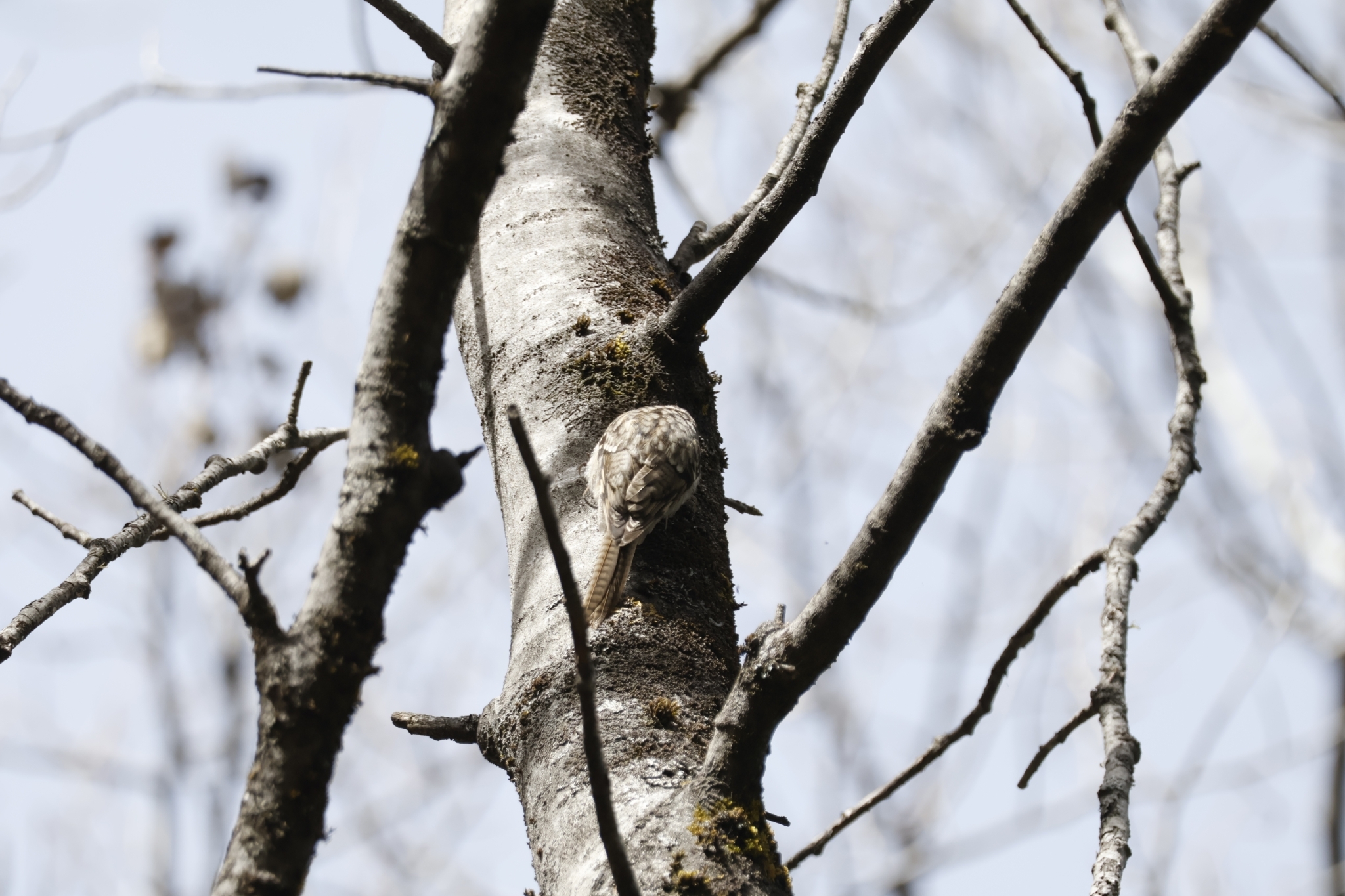 Bar-tailed Treecreeper