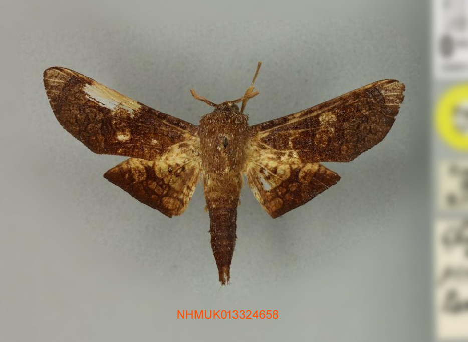 Chrysotypus perineti